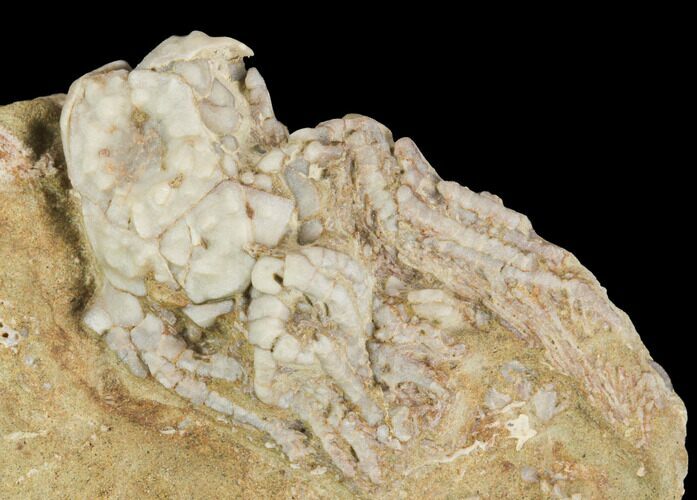 Bargain, Crinoid (Platycrinites) Fossil - Crawfordsville, Indiana #126182